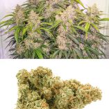 Auto-Skywalker-Haze-Dutch-Passion-Seed-company-v2B