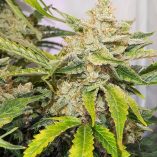 Auto-Skywalker-Haze-Dutch-Passion-Seed-company-v2C