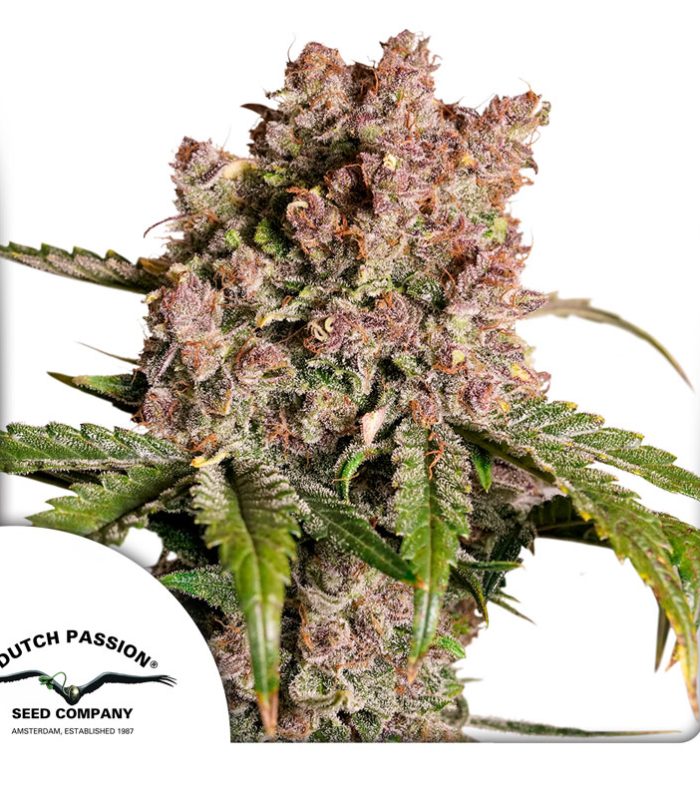 Auto-Strawberry-Soda-800x800