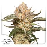Auto-Trichome-&-Cream-Dutch-Passion-Seed-company