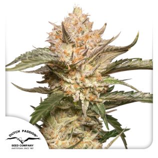 Auto Trichome and Cream Seeds x3 - Dutch Passion