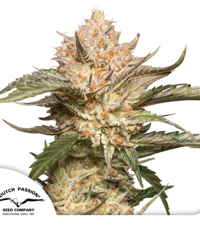 Auto-Trichome-&-Cream-Dutch-Passion-Seed-company
