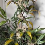 Auto-Trichome-&-Cream-Dutch-Passion-Seed-company-v2B