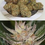 Auto-Trichome-&-Cream-Dutch-Passion-Seed-company-v2C