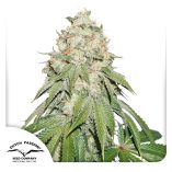Banana-Blaze-Dutch-Passion-Seed-company