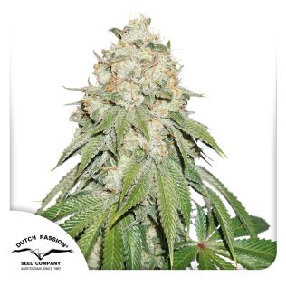 Banana Blaze Fem Seeds x3 - Dutch Passion