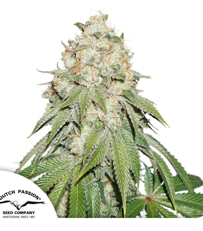 Banana-Blaze-Dutch-Passion-Seed-company