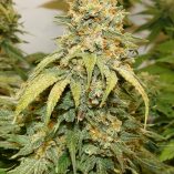 Banana-Blaze-Dutch-Passion-Seed-company-v2B