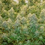 Banana-Blaze-Dutch-Passion-Seed-company-v2C