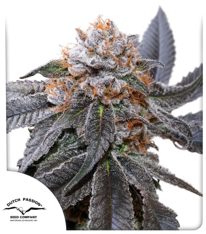 Blue Zushi-Dutch Passion 800x800