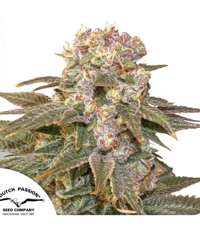 C-Vibez-Dutch-Passion-Seed-company