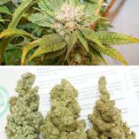 C-Vibez-Dutch-Passion-Seed-company-v2B