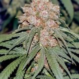 C-Vibez-Dutch-Passion-Seed-company-v2C