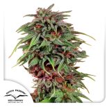 Durban-Poison-Dutch-Passion-Seed-company