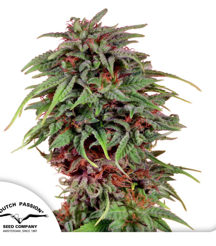 Durban-Poison-Dutch-Passion-Seed-company