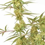 Durban-Poison-Dutch-Passion-Seed-company-v2B