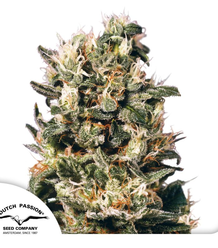 Euforia-Dutch-Passion-Seed-company