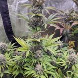 Euforia-Dutch-Passion-Seed-company-v2B