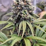 Euforia-Dutch-Passion-Seed-company-v2C