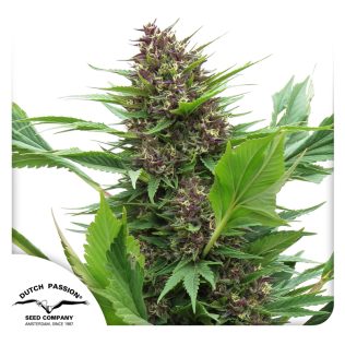 Frisian Duck Fem Seeds x3 - Dutch Passion