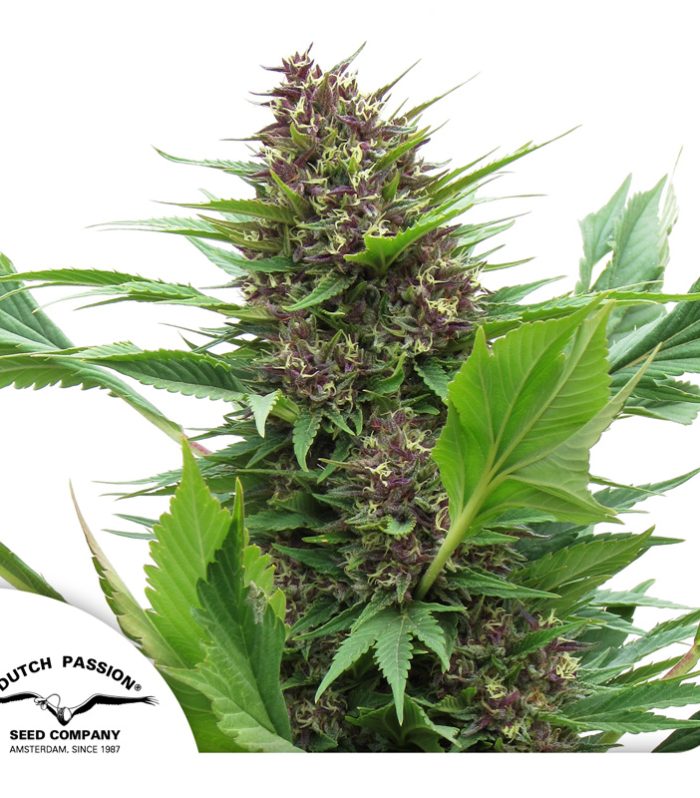 Frisian-Duck-Dutch-Passion-Seed-company