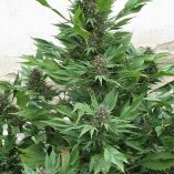 Frisian-Duck-Dutch-Passion-Seed-company-v2B