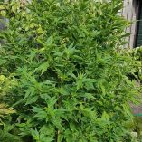 Frisian-Duck-Dutch-Passion-Seed-company-v2C