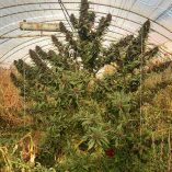 Frisian-Duck-Dutch-Passion-Seed-company-v2D