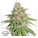 Glueberry-OG-Dutch-Passion-Seed-company