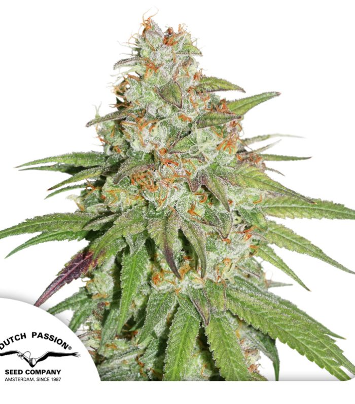 Glueberry-OG-Dutch-Passion-Seed-company