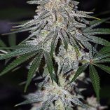 Glueberry-OG-Dutch-Passion-Seed-company-v2B