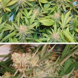 Glueberry-OG-Dutch-Passion-Seed-company-v2C