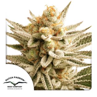 Lemon Z Fem Seeds x3 - Dutch Passion