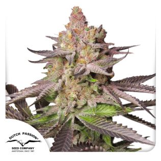 Melonade Runtz Fem Seeds x3 Dutch Passion