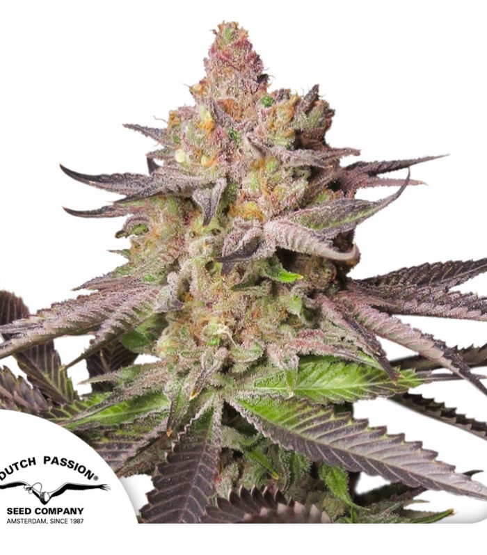 Melonade-Runtz-Dutch-Passion-2024