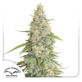 Meringue Fem Seeds x3 - Dutch Passion