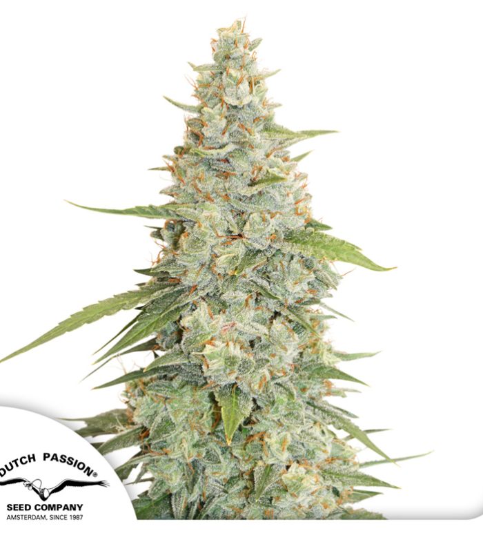 Meringue-Dutch-Passion-Seed-company