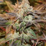 Meringue-Dutch-Passion-Seed-company-v2B