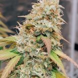 Meringue-Dutch-Passion-Seed-company-v2C