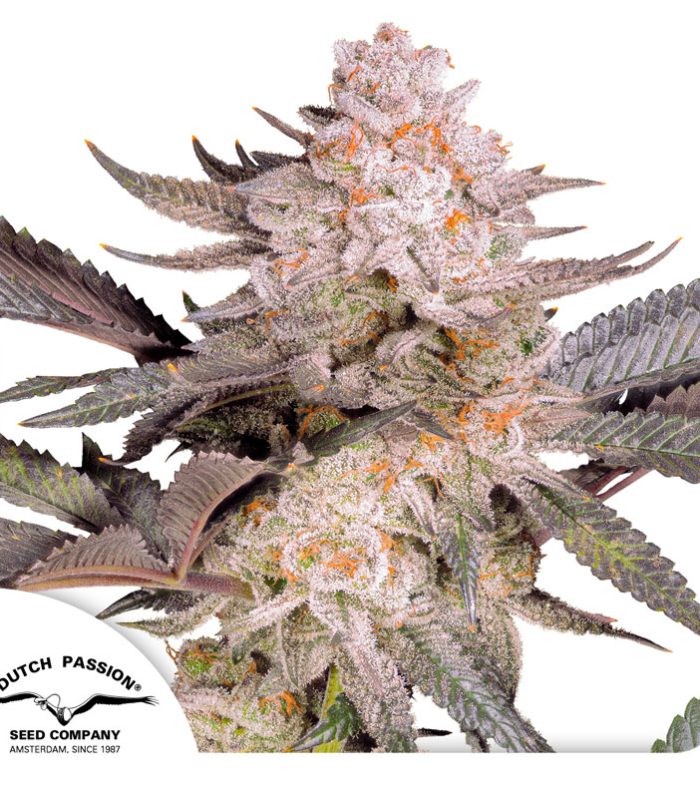 Orange-Bud-2p0-Dutch-Passion-2024