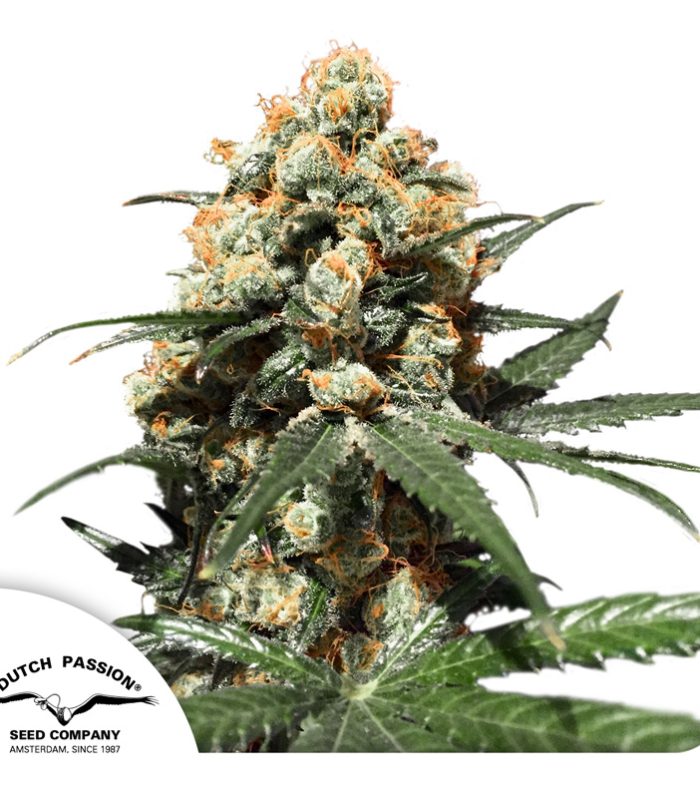 Orange-Hill-Special-Dutch-Passion-Seed-company