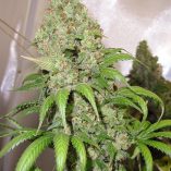 Orange-Hill-Special-Dutch-Passion-Seed-company-v2B