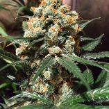 Orange-Hill-Special-Dutch-Passion-Seed-company-v2C