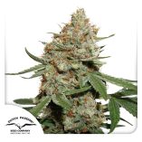 Skunk-11-Dutch-Passion-Seed-company