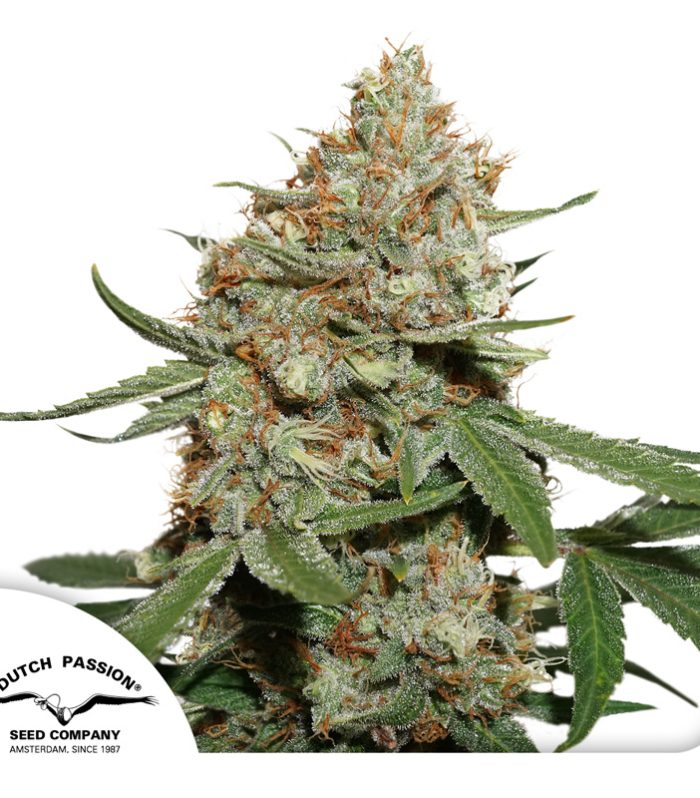 Skunk-11-Dutch-Passion-Seed-company