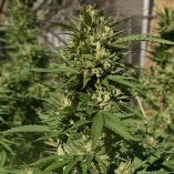 Skunk-11-Dutch-Passion-Seed-company-v2B