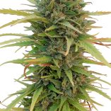 Skunk-11-Dutch-Passion-Seed-company-v2C