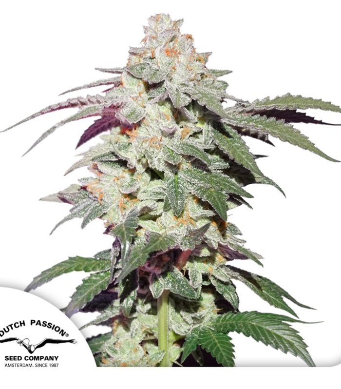Skywalker-Haze-Dutch-Passion-Seed-company