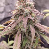 Skywalker-Haze-Dutch-Passion-Seed-company-v2B