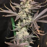 Skywalker-Haze-Dutch-Passion-Seed-company-v2C